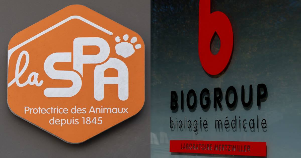 Illustration : La SPA attend un legs contesté dont la valeur reste incertaine